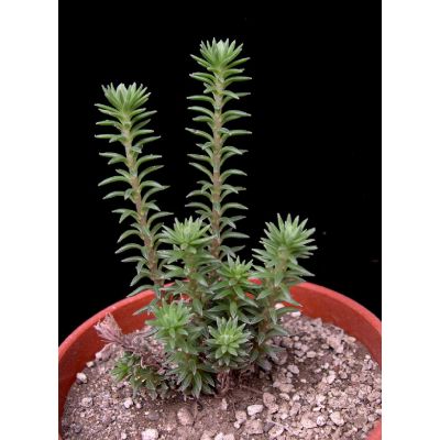 Graines Villadia Misera