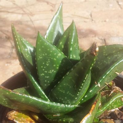 Graines Gasteria Nitida