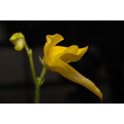 Graines Genlisea Aurea