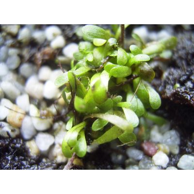 Graines Genlisea Repens