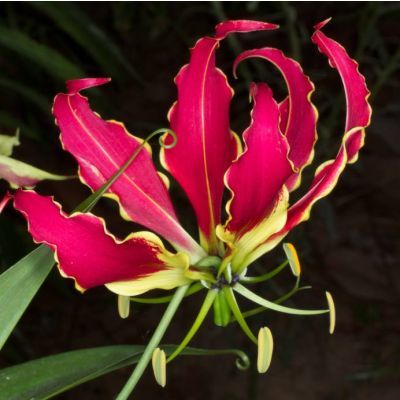 Graines Gloriosa Rothschildiana (Graines Lis Glorieux)