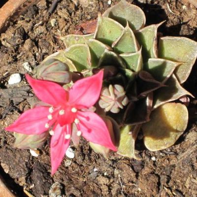 Graines Graptopetalum Bellum (Graines Tacitus Bellus)