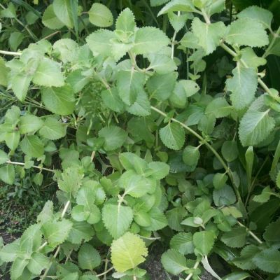 Graines Origan Grec *BIOLOGIQUE*