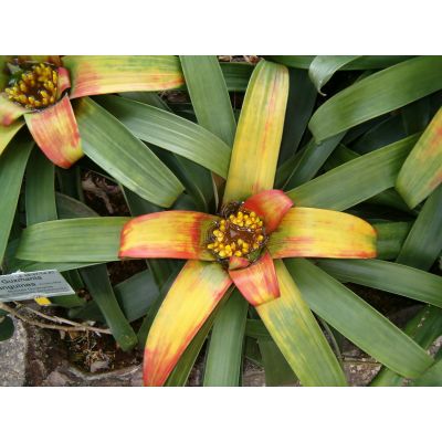 Graines Guzmania Teuscheri