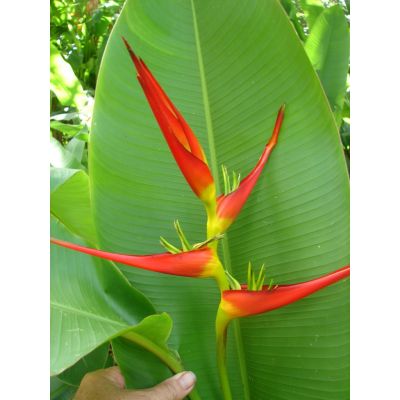 Graines Heliconia Latispatha Rouge et Jaune