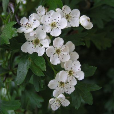 Graines Aubépine Monogyne (Crataegus monogyna)