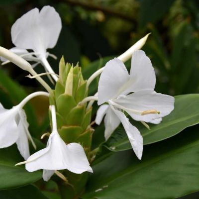 Graines Hedychium Coronarium Flavum (Graines Longose Crème, Gingembre Crème)