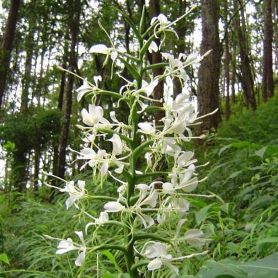 Graines Hedychium Stenopetalum (Gingembre Étoile Blanche)