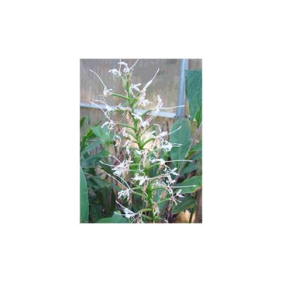 Hedychium Stenopetalum Seeds (White Stars Ginger Seeds)