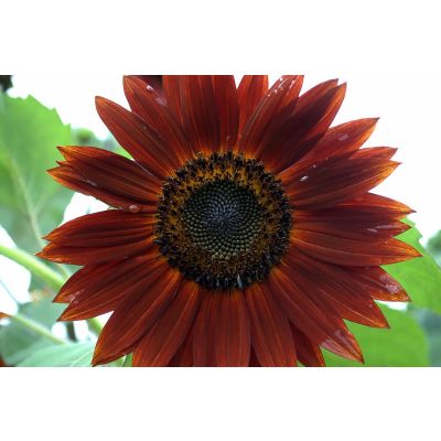 Graines Helianthus Chocolat (Graines Tournesol Velvet Queen)