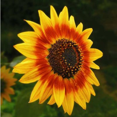 Graines Helianthus Anneau de Feu (Graines Tournesol, Grand Soleil)