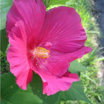 Graines Hibiscus Mutabilis (Graines Rose Confédérée)