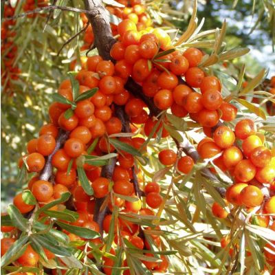 Graines Argousier (Hippophae rhamnoides)
