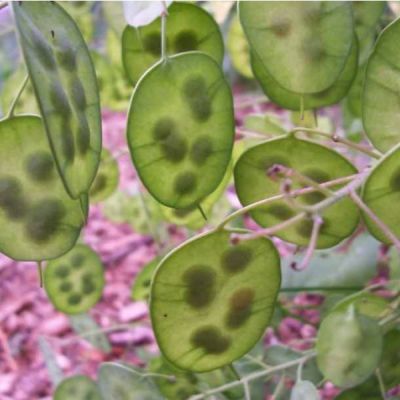 Graines Lunaria annua (Lunaire annuelle,  Monnaie-du-Pape)