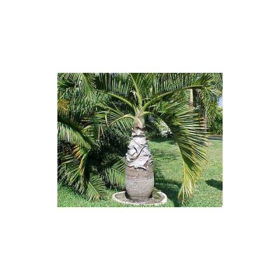 Hyophorbe Lagenicaulis Seeds (Bottle Palm Seeds, Mascarena Lagenicaulis Seeds, Hyophorbe Revaughnii Seeds)