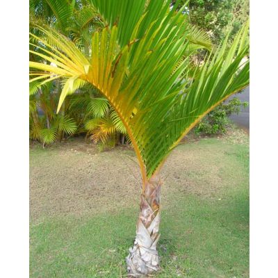 Graines Hyophorbe Verschaffeltii (Graines Palmier Fusain)