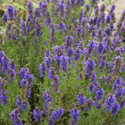 Graines Hysope (Hyssopus officinalis)