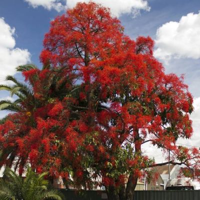 Graines Brachychiton Acerifolius (Flamme Australienne)