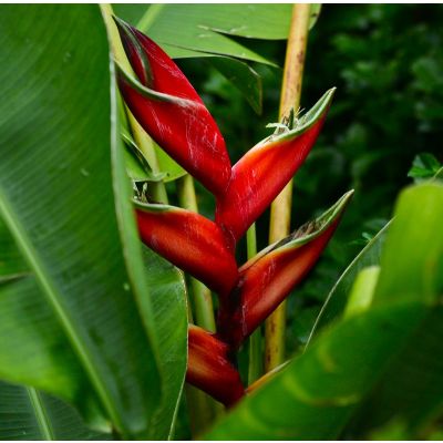 Graines Heliconia Caribaea (Graines Balisier des Caraïbes)