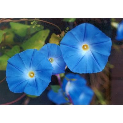 Graines Ipomoea Tricolor - Heavenly Blue (Graines Morning Glory, Tlilitzin)