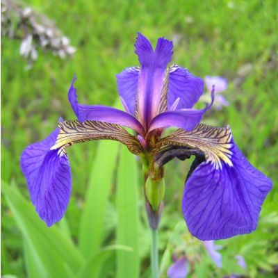 Graines Iris Setosa