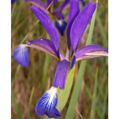 Graines Iris Spuria (En Mélange)