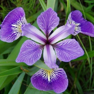 Graines Iris Versicolor
