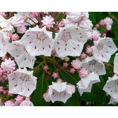 Graines Laurier des Montagnes (Kalmia latifolia)
