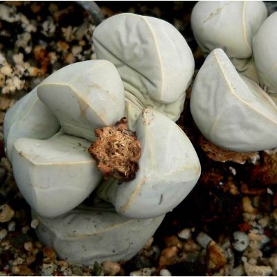 Graines Lapidaria Margarethae