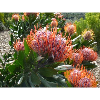 Graines Leucospermum Glabrum