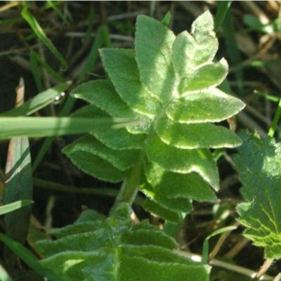 Graines Leuzea Carthamoides *BIOLOGIQUE*