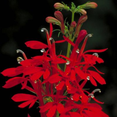 Graines Lobelia Cardinalis (Graines Lobélie Cardinale)