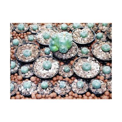 Graines Lophophora (En Mélange)