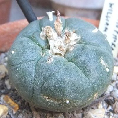 Lophophora Williamsii Seeds (Peyote Seeds)