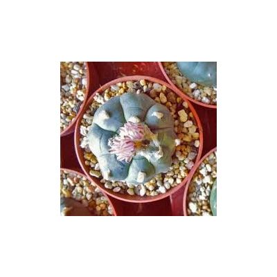 Lophophora Williamsii Seeds (Peyote Seeds)