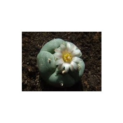 Lophophora Williamsii Seeds (Peyote Seeds)