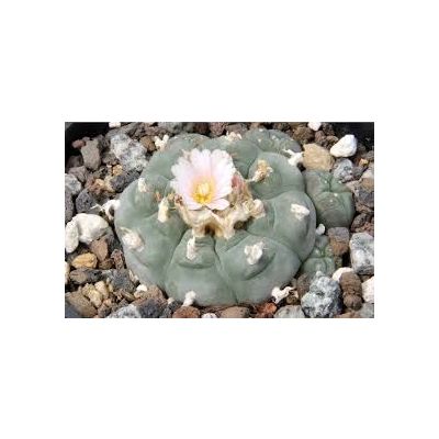 Lophophora Williamsii Seeds (Peyote Seeds)