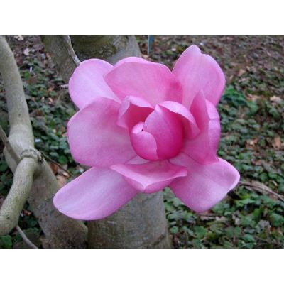 Graines Magnolia Campbellii (Campbell Magnolia)