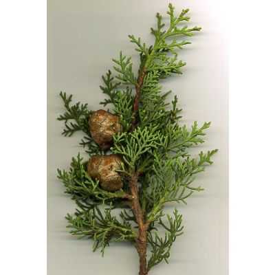 Graines Cupressus Sempervirens (Graines Cyprès de Provence)