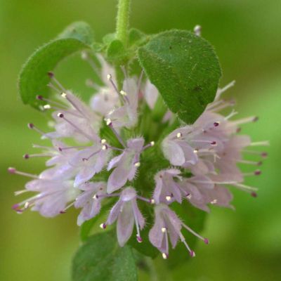 Graines Menthe Pouliot (Mentha pulegium)