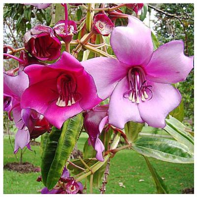 Graines Meriania Nobilis