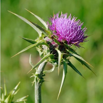 Graines Chardon-Marie (Silybum marianum) *BIOLOGIQUE*