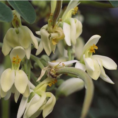 Graines Moringa Oleifera