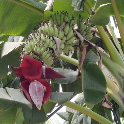 Graines Musa Acuminata (Graines Bananier Cavendish Nain)