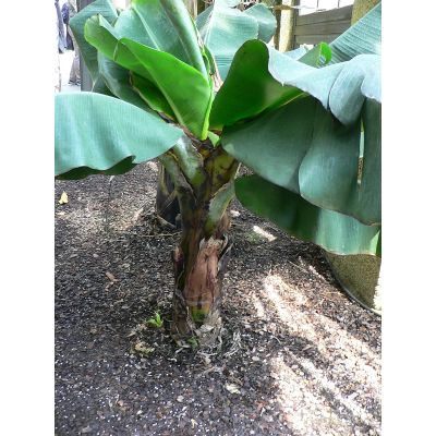 Graines Musa Zebrina(Graines Bananier d'Ornement)