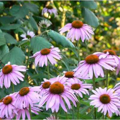 Graines Echinacea Angustifolia