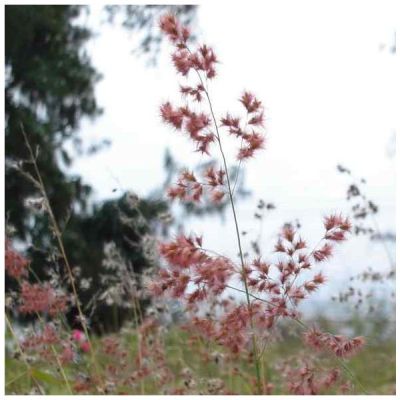 Graines Herbe Natal Rose