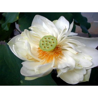 Graines Nelumbo Nucifera Blanc (Graines Lotus Sacré)