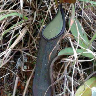 Graines Nepenthes Ramispina