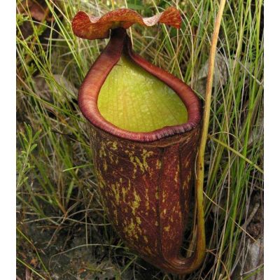 Graines Nepenthes Rowanae